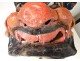 Large carnival head mask papier mache marine character XIXth century