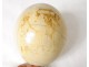 F30 956 egg