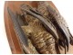 Pair of sculptures of hunting trophies birds woodcock partridge terracotta 19th
