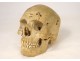 Human skull old medicine flayed anatomy Vanity articulated jaw 19th