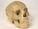 Human skull old medicine flayed anatomy Vanity articulated jaw 19th