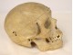 Human skull old medicine flayed anatomy Vanity articulated jaw 19th