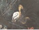 Pair of hand-painted silk screens W. Mussill herons cranes gilded wood XIXth