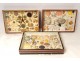 3 tables deyrolle shell collection box 46 Rue du Bac Paris twentieth