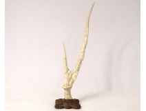 Sculpture deer horn Japan rat dormouse bamboo foliage XIXth century