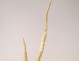 Sculpture deer horn Japan rat dormouse bamboo foliage XIXth century