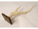 Sculpture deer horn Japan rat dormouse bamboo foliage XIXth century