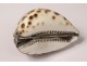 Porcelain speckled shell snuff box, solid silver frame, 19th century