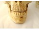 Skeleton human skull medicine flayed anatomy Vanity hands feet twentieth