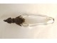 Crystal salt bottle carved in solid silver dog head XIXth century