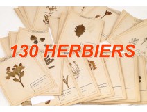 Lot 130 plants herbarium Fagaceae lily Crucifère 20th