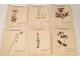 Lot 130 plants herbarium Fagaceae lily Crucifère 20th