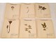 Lot 130 plants herbarium Fagaceae lily Crucifère 20th