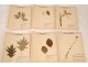 Lot 130 plants herbarium Fagaceae lily Crucifère 20th