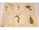 Lot 130 plants herbarium Fagaceae lily Crucifère 20th