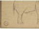 Dessin fusain animalier orang-outan Atelier René Hérisson étude XIXè XXème