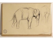 Dessin fusain animalier orang-outan Atelier René Hérisson étude XIXè XXème