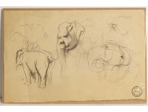 Dessin fusain animalier orang-outan Atelier René Hérisson étude XIXè XXème