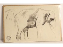 Dessin fusain animalier orang-outan Atelier René Hérisson étude XIXè XXème