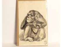 Dessin fusain animalier orang-outan Atelier René Hérisson étude XIXè XXème