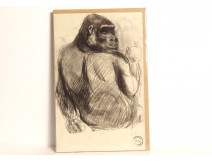 Dessin fusain animalier orang-outan Atelier René Hérisson étude XIXè XXème