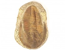 Trilobite fossil collection from Morocco prehistory