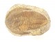 Trilobite fossil collection from Morocco prehistory