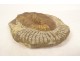 Trilobite fossil collection from Morocco prehistory