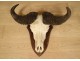 Hunting trophy massacre horns African buffalo Caffer Africa decoration 20th