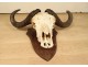 Hunting trophy massacre horns African buffalo Caffer Africa decoration 20th