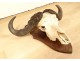 Hunting trophy massacre horns African buffalo Caffer Africa decoration 20th