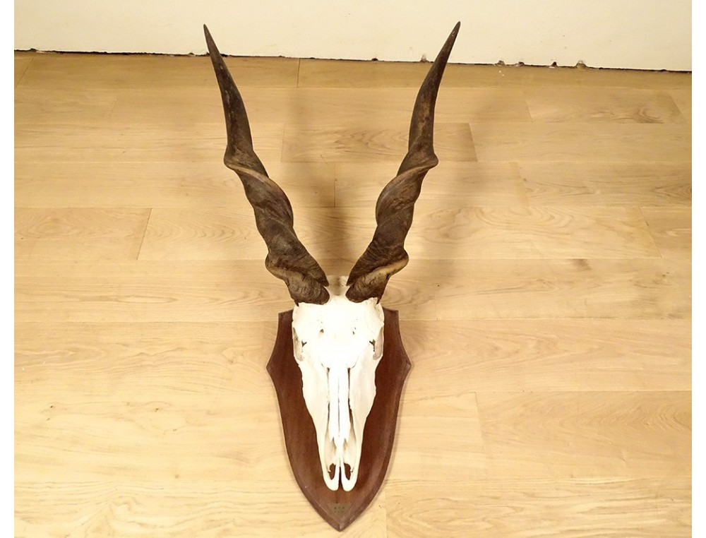 Grand Trophée Taxidermie Élan Du Cap - Décoration Insolite Et Curiosité