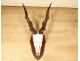 Hunting trophy massacre horns African buffalo Caffer Africa decoration 20th