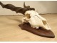 Hunting trophy massacre horns African buffalo Caffer Africa decoration 20th