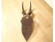 Hunting trophy massacre horns African buffalo Caffer Africa decoration 20th