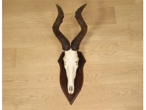 Hunting trophy massacre horns African buffalo Caffer Africa decoration 20th