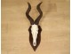 Hunting trophy massacre horns African buffalo Caffer Africa decoration 20th