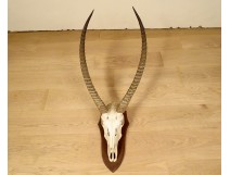 Hunting trophy massacre horns African buffalo Caffer Africa decoration 20th