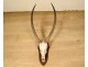Hunting trophy massacre horns African buffalo Caffer Africa decoration 20th