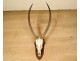 Hunting trophy massacre horns African buffalo Caffer Africa decoration 20th