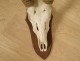 Hunting trophy massacre horns African buffalo Caffer Africa decoration 20th