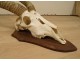 Hunting trophy massacre horns African buffalo Caffer Africa decoration 20th