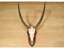 Hunting trophy massacre horns African buffalo Caffer Africa decoration 20th