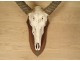 Hunting trophy massacre horns African buffalo Caffer Africa decoration 20th