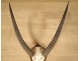 Hunting trophy massacre horns African buffalo Caffer Africa decoration 20th
