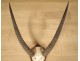 Hunting trophy massacre horns African buffalo Caffer Africa decoration 20th