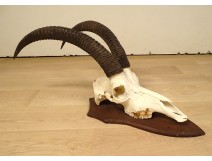 Hunting trophy massacre horns African buffalo Caffer Africa decoration 20th