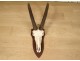 Hunting trophy massacre horns African buffalo Caffer Africa decoration 20th