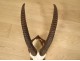 Hunting trophy massacre horns African buffalo Caffer Africa decoration 20th