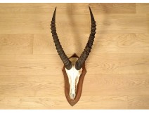 Hunting trophy massacre horns African buffalo Caffer Africa decoration 20th